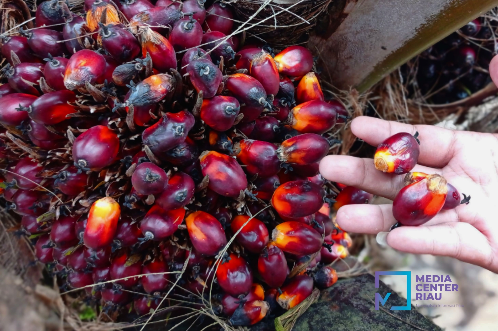 Harga CPO Naik, Kelapa Sawit Mitra Plasma ‘Minggu Ini Jadi Rp3.831 per Kg